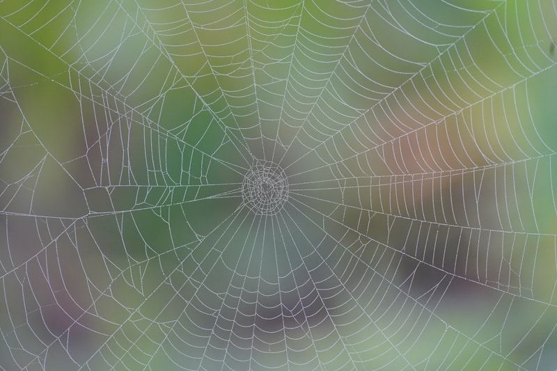 Telaraña con gotas de rocío, metáfora de conexión